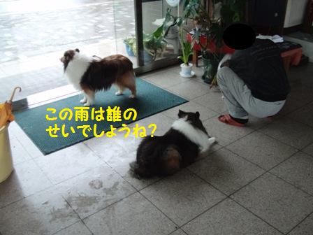 この雨は