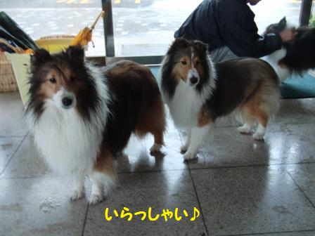 いらっしゃい