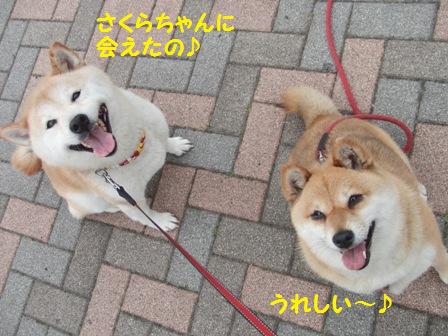 さくらちゃん