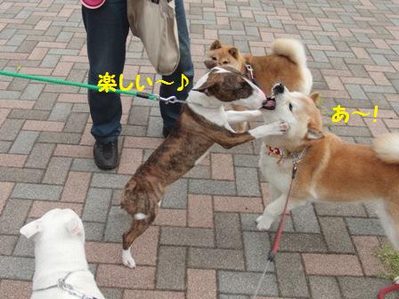 楽しい
