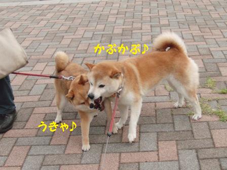 かぷかぷ