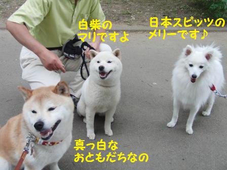 白いおともだち