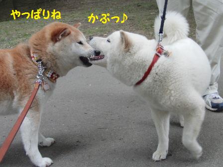かぷ