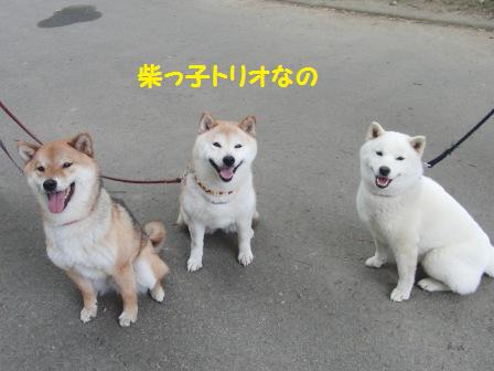 柴っ子トリオ