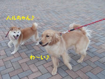 ハルちゃん