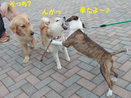 来た