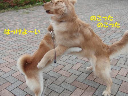 のこったのこった
