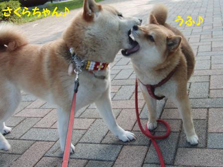 さくらちゃん