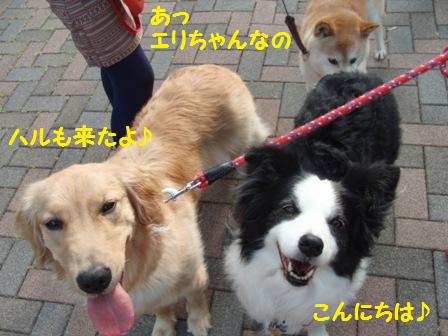 来たよ