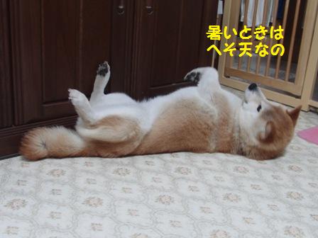 へそ天