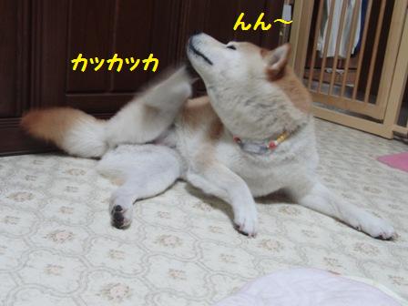 カッカッカ