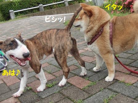 ビシッ
