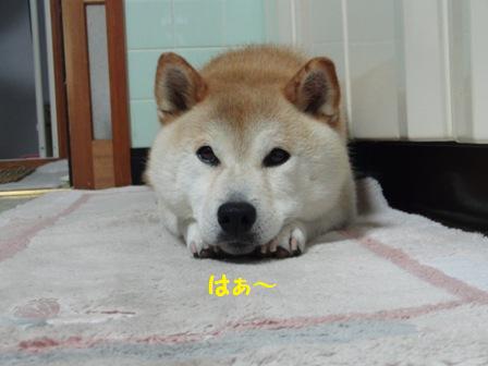 はぁ~