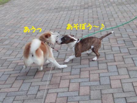虎ちゃん