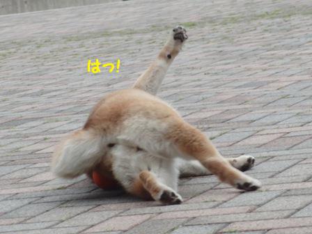 はっ