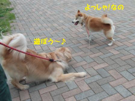 ハルちゃん