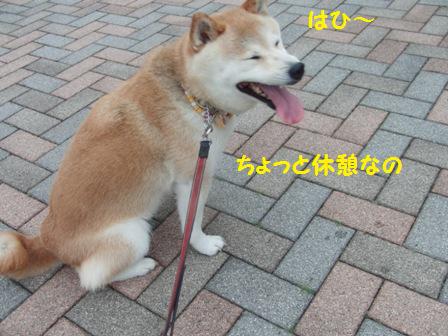 はひ~
