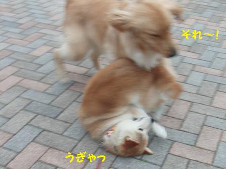 うぎゃ