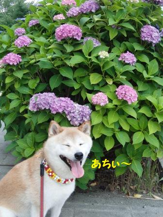 あちぃ~