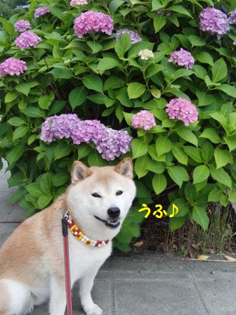 うふ