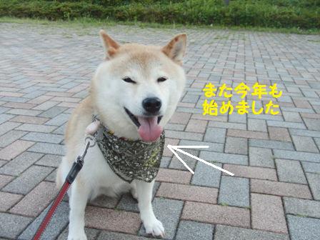 始めました