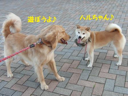 ハルちゃん