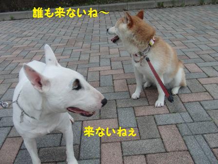 来ない