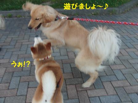 遊びましょ
