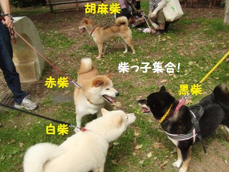 柴っ子集合