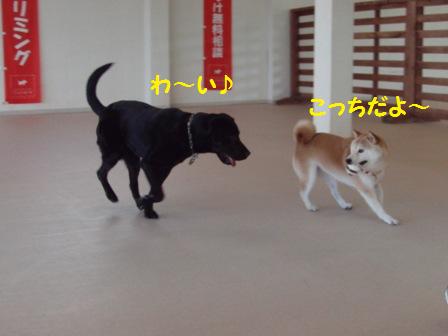 ドッグラン