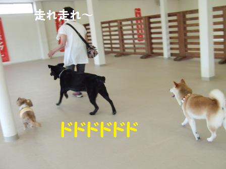 走れ