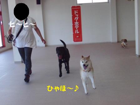 ひゃほ~