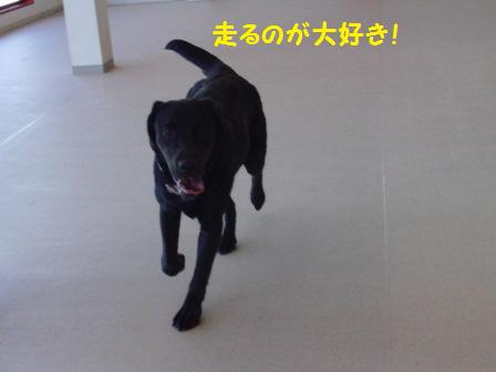 大好き