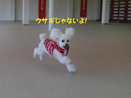 ウサギ