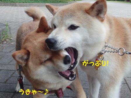 がっぷり
