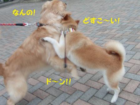 どすこい