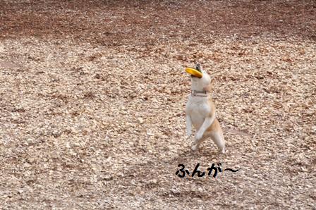 ふんが~