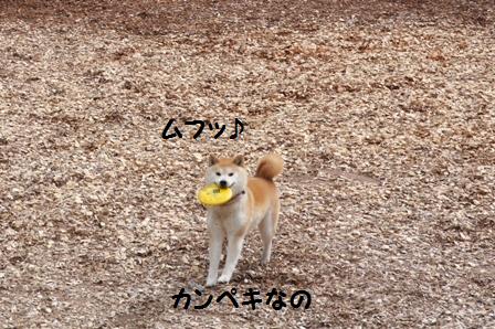 カンペキ