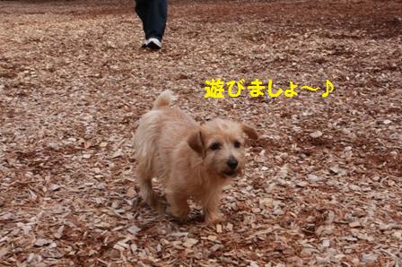 遊びましょ