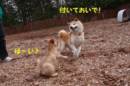 付いておいで