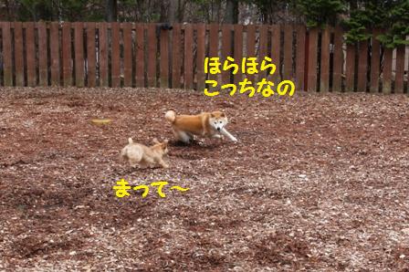 ほらほら