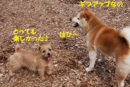 ギブアップ