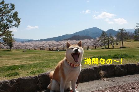 桜満開