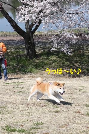うっほ~い!