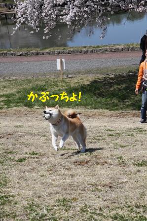 かぷっちょ!