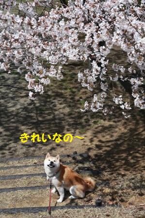 きれいなの