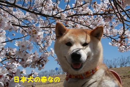 日本犬の春