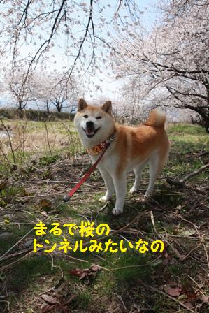 桜のトンネル
