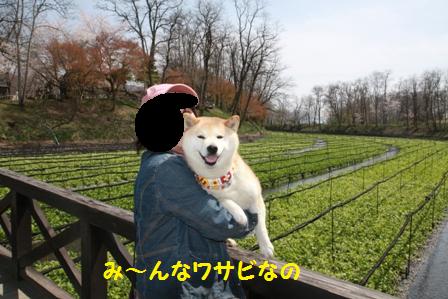 わさび畑