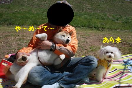 あらま